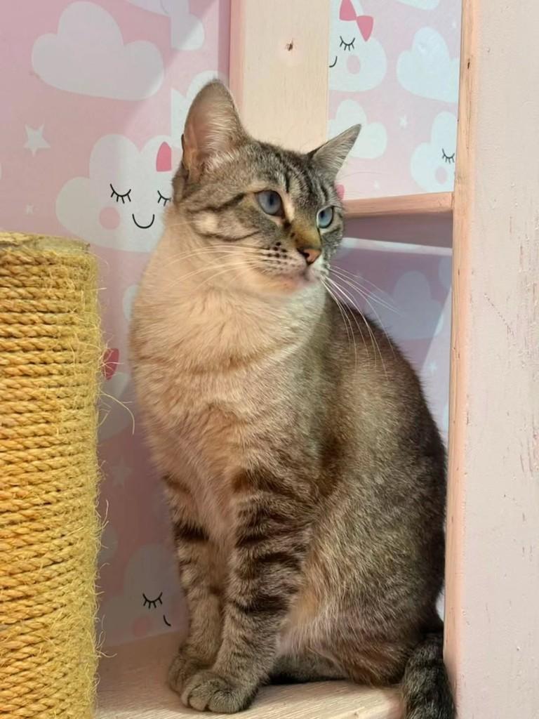 Sabrina, gata de porte médio para adoção em São Paulo - SP — foto 2 de 4