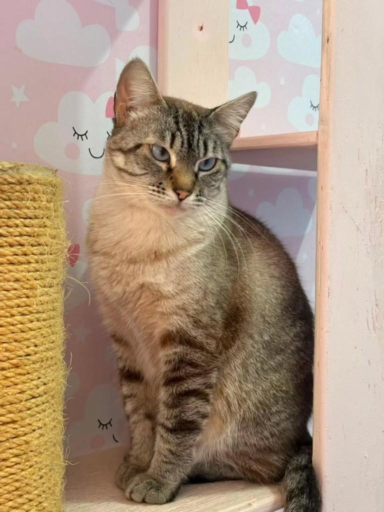 Sabrina, gata de porte médio para adoção em São Paulo - SP — foto 3 de 4