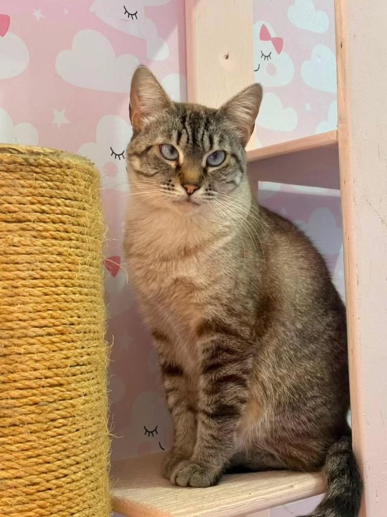Sabrina, gata de porte médio para adoção em São Paulo - SP — foto 4 de 4