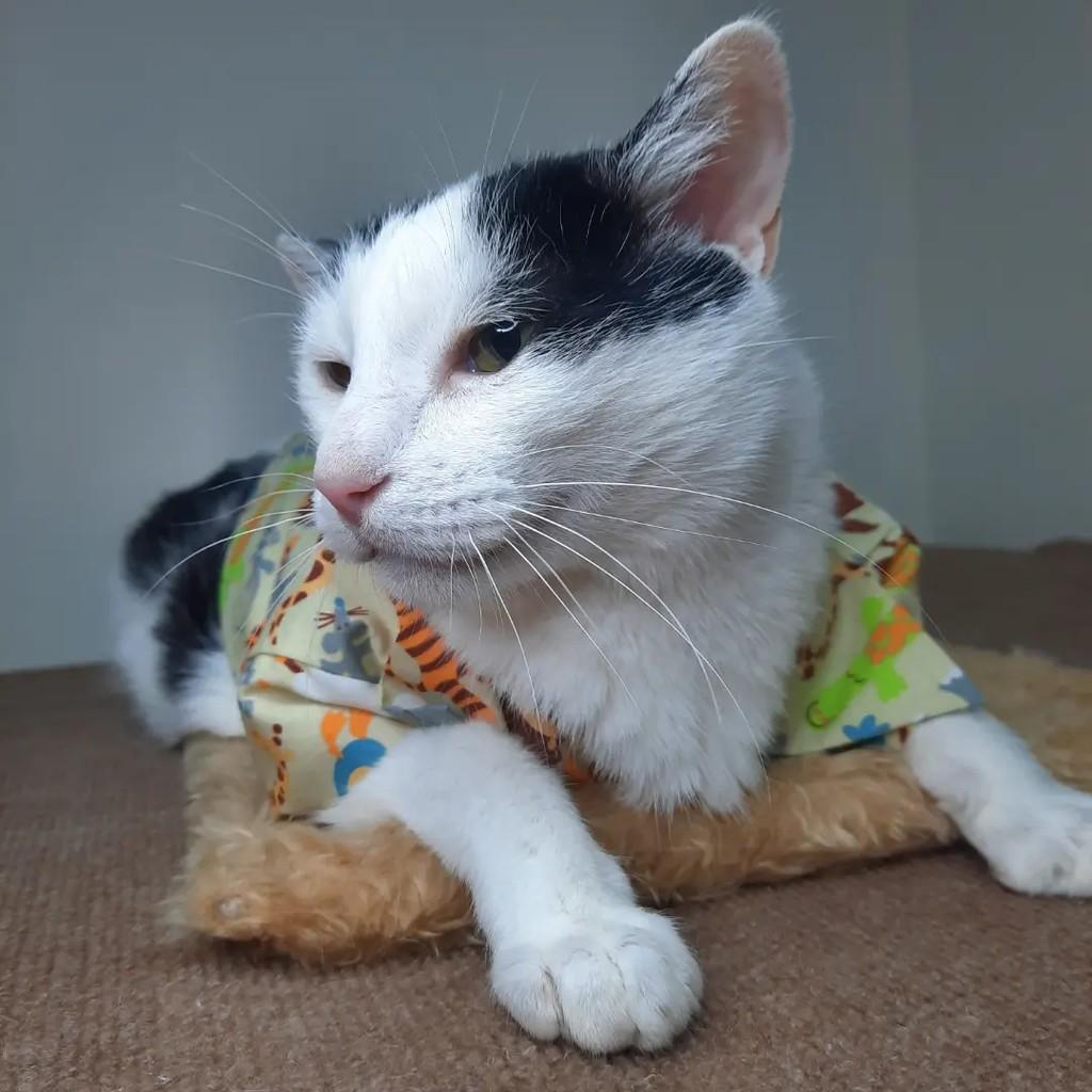 Marryo, gato de porte pequeno para adoção em São Paulo - SP