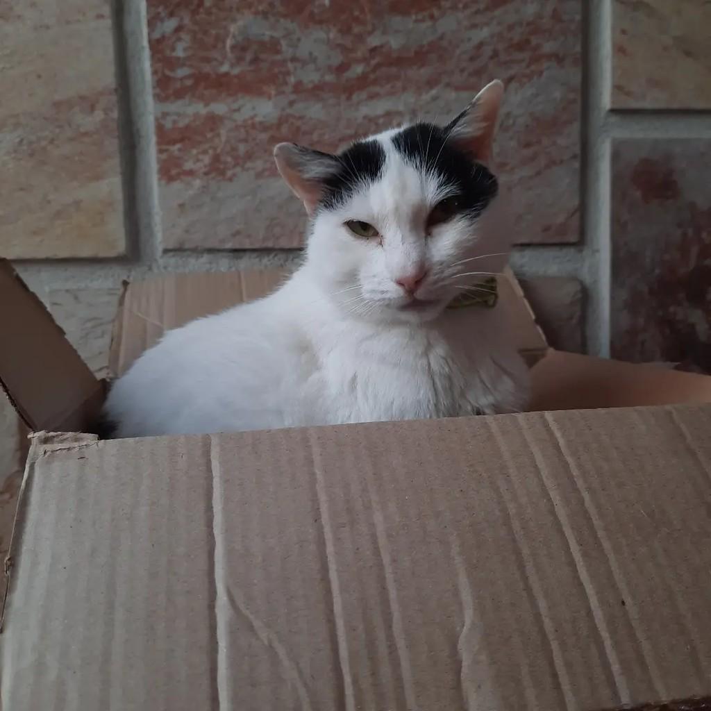 Marryo, gato de porte pequeno para adoção em São Paulo - SP — foto 2 de 3