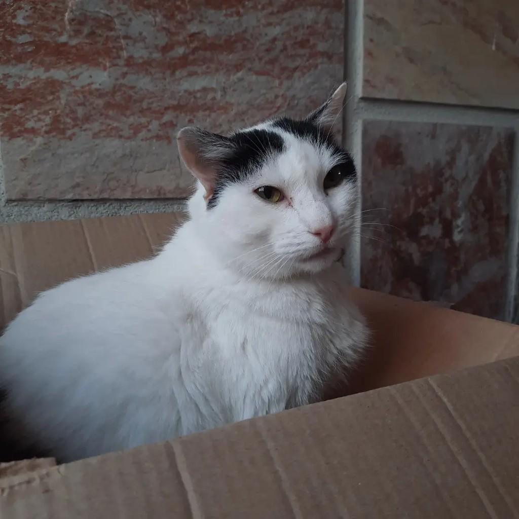 Marryo, gato de porte pequeno para adoção em São Paulo - SP — foto 3 de 3