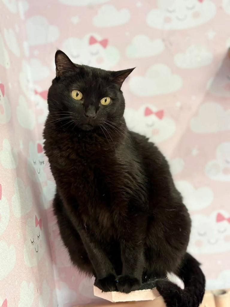 Nita, gata de porte médio para adoção em São Paulo - SP