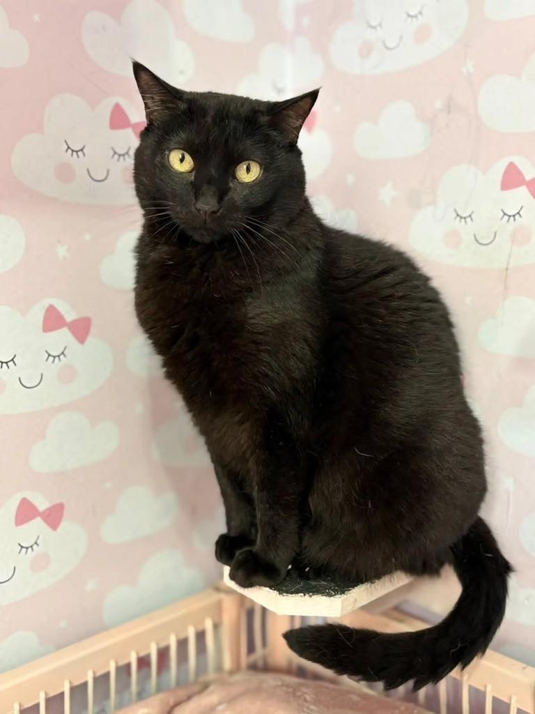 Nita, gata de porte médio para adoção em São Paulo - SP — foto 2 de 3