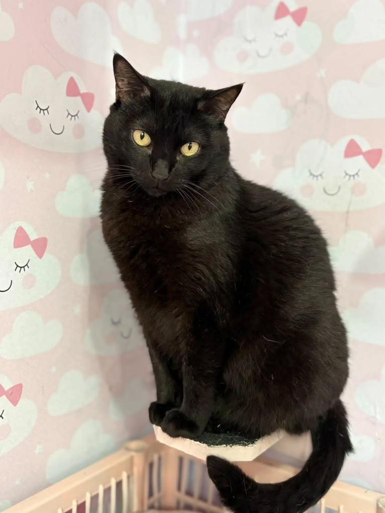 Nita, gata de porte médio para adoção em São Paulo - SP — foto 3 de 3