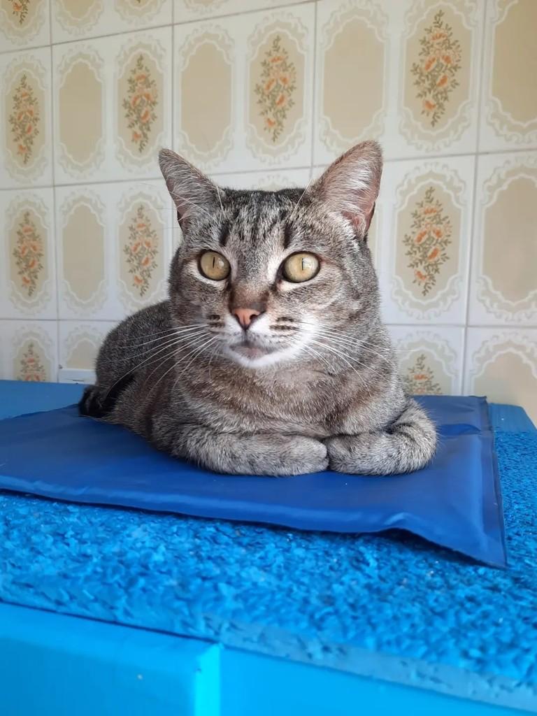 Natalie, gata de porte médio para adoção em São Paulo - SP
