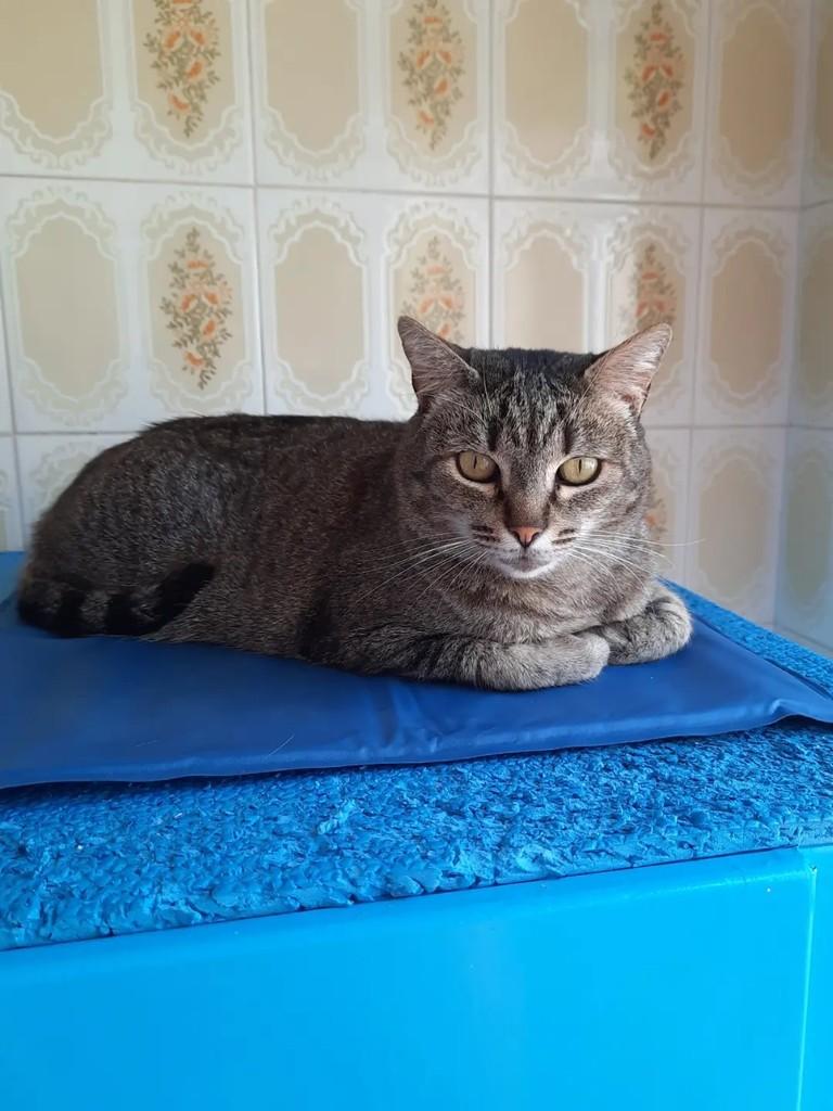 Natalie, gata de porte médio para adoção em São Paulo - SP — foto 2 de 2
