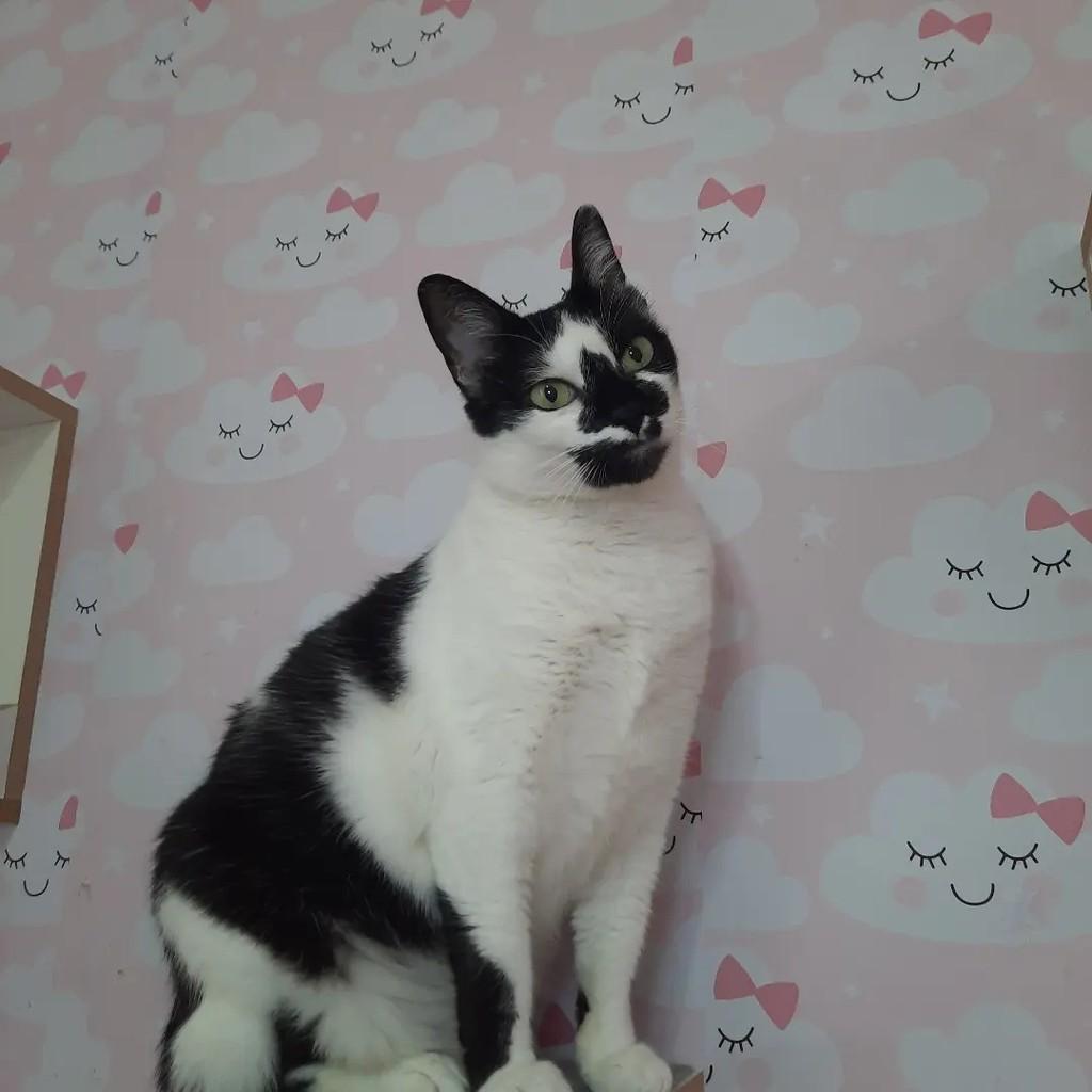 Tuty, gata de porte pequeno para adoção em São Paulo - SP