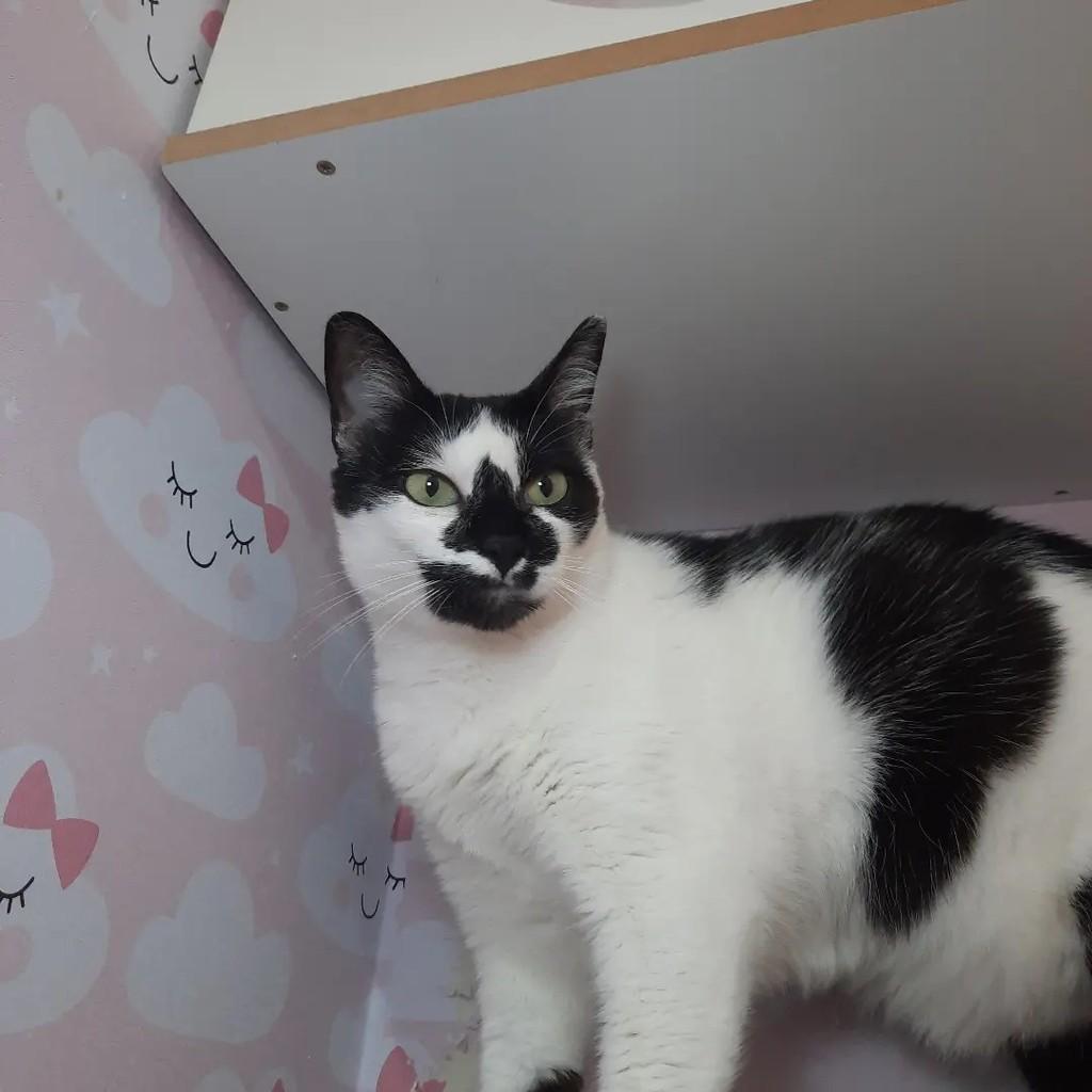 Tuty, gata de porte pequeno para adoção em São Paulo - SP — foto 2 de 3