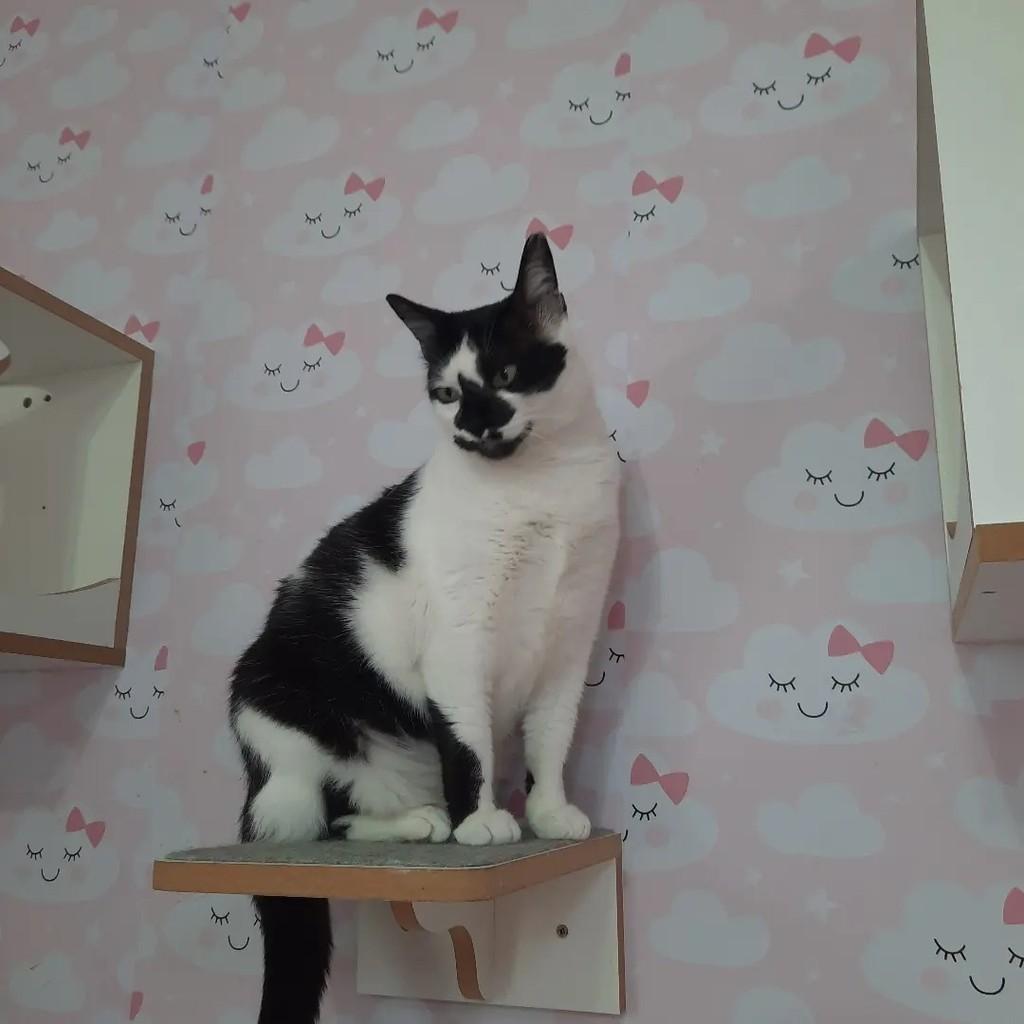 Tuty, gata de porte pequeno para adoção em São Paulo - SP — foto 3 de 3