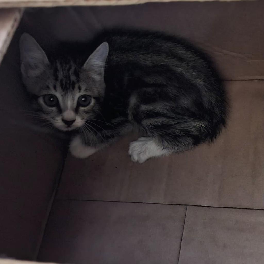 Jake, gato de porte pequeno para adoção em Guaçuí - ES
