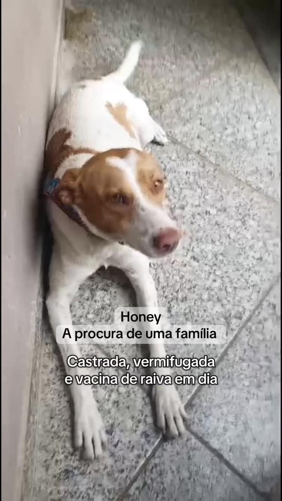 Honey, cachorro de porte médio para adoção em Guaçuí - ES