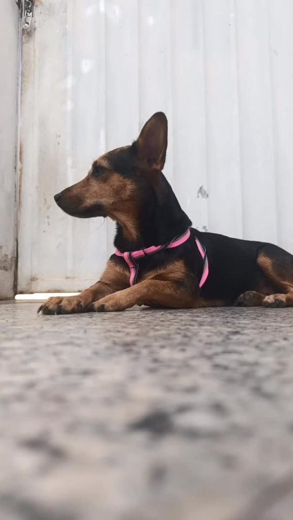 Mocinha, cadela de porte pequeno para adoção em Guaçuí - ES