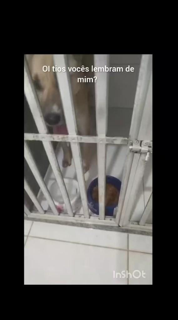 Branquinha, cachorro de porte médio para adoção em Guaçuí - ES