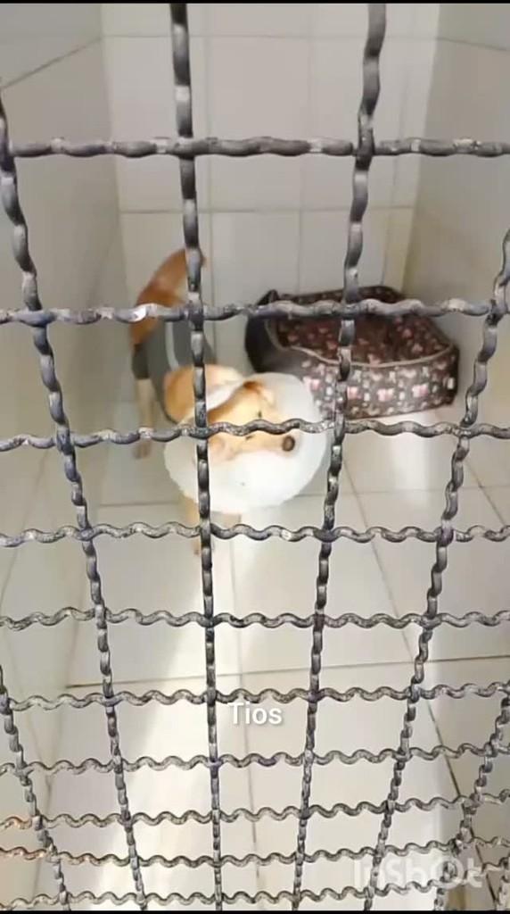 Ela, cadela de porte médio para adoção em Guaçuí - ES