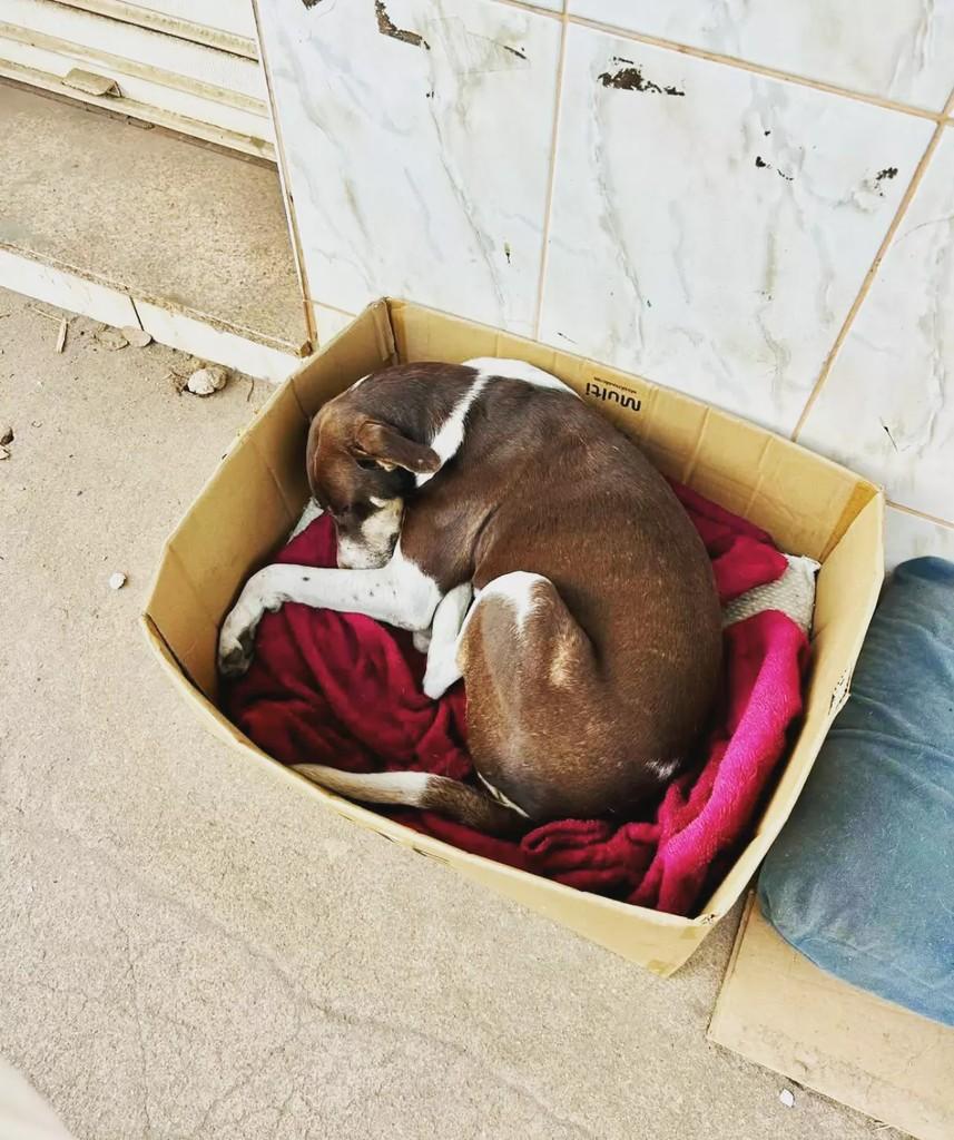Marronzinho, cachorro de porte pequeno para adoção em Guaçuí - ES