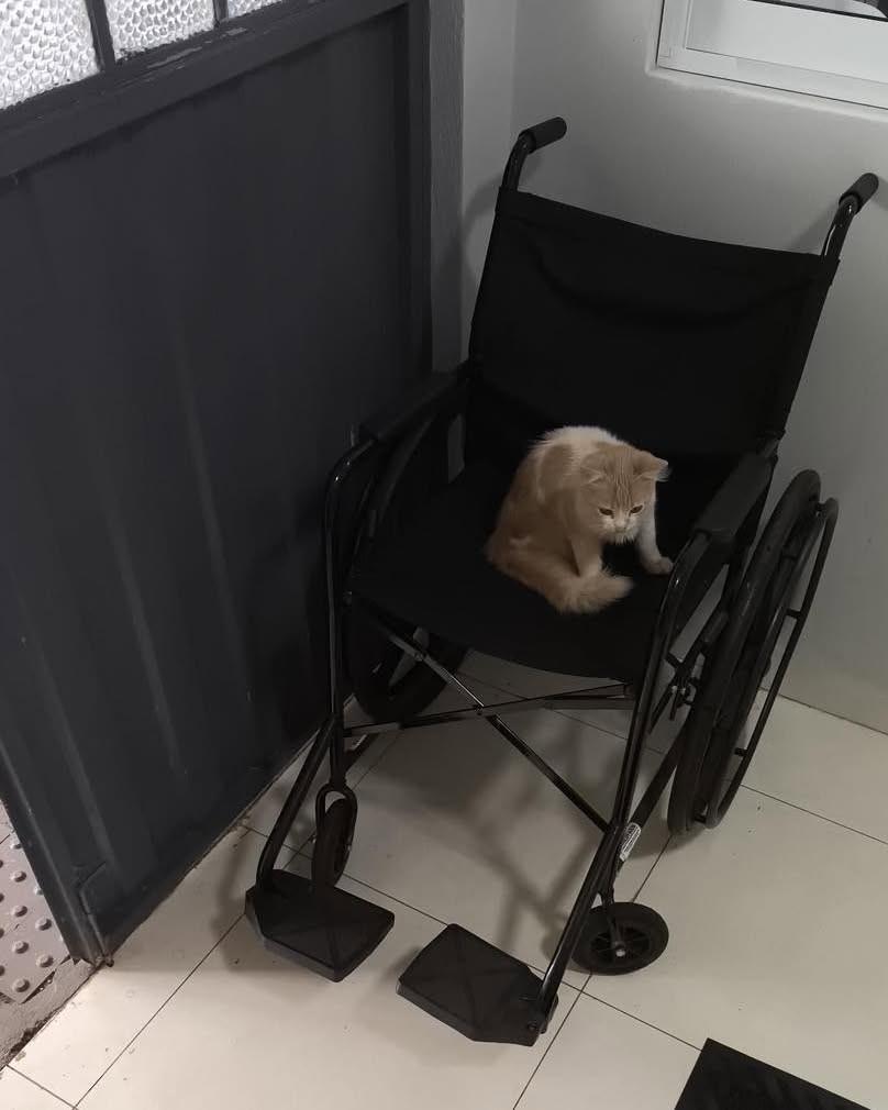 Linda, gata de porte pequeno para adoção em Santa Rosa - RS