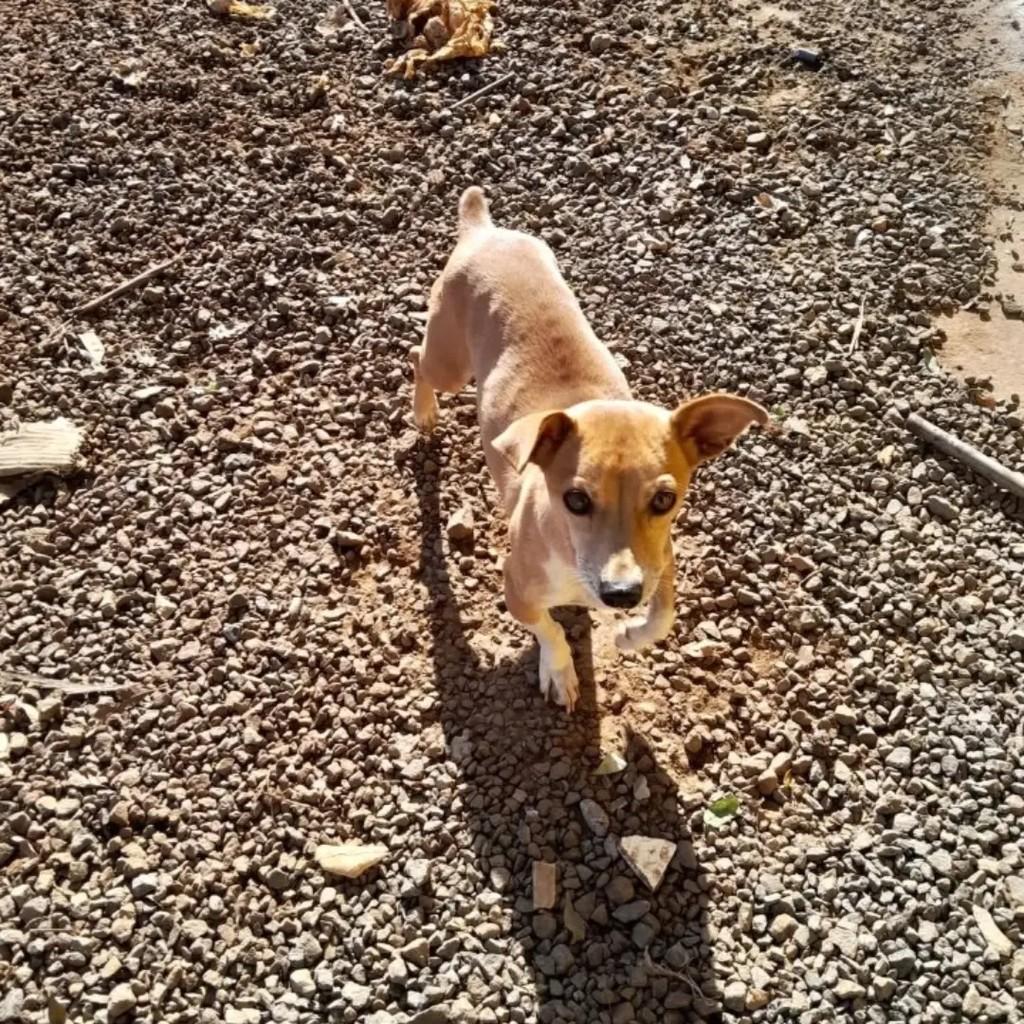 Cachorrinha, cadela de porte pequeno para adoção em Santa Rosa - RS