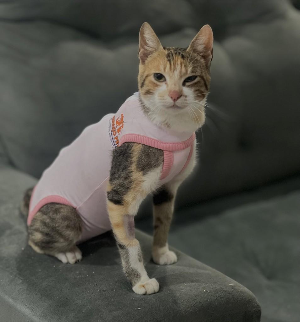Chanel, gata para adoção em Santa Rosa - RS