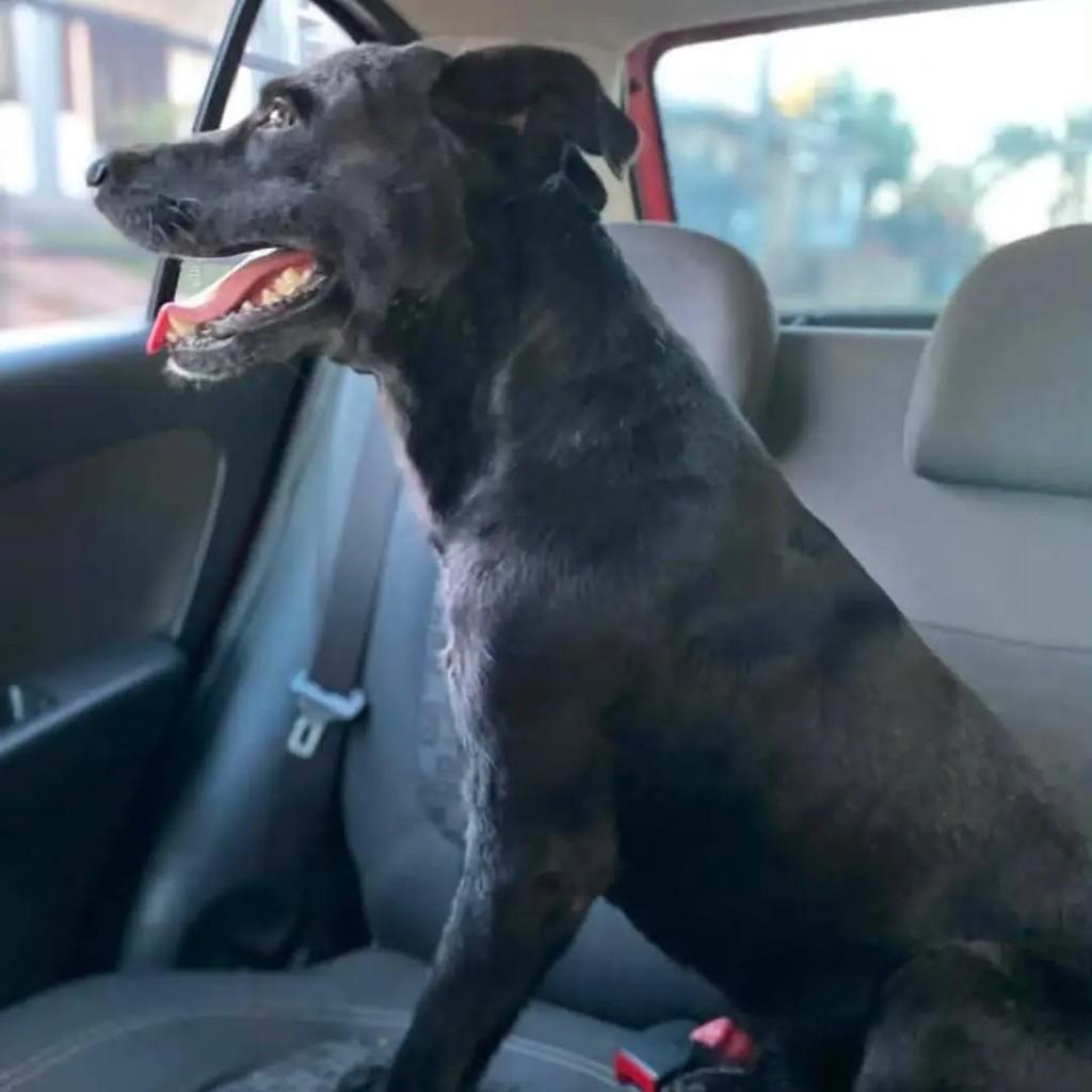 Lindão, cachorro de porte médio para adoção em Santa Rosa - RS