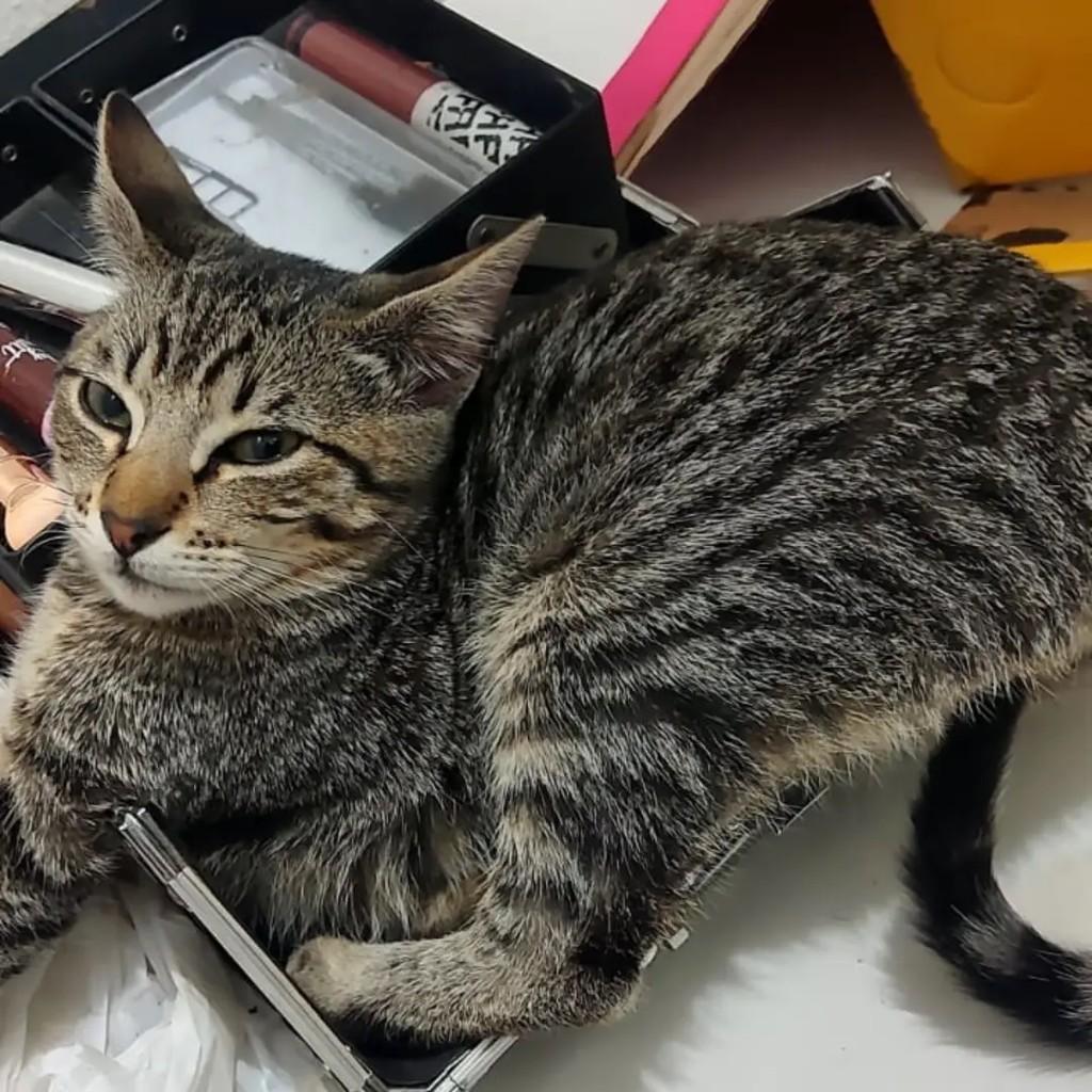 Hermione, gata de porte pequeno para adoção em Santa Rosa - RS