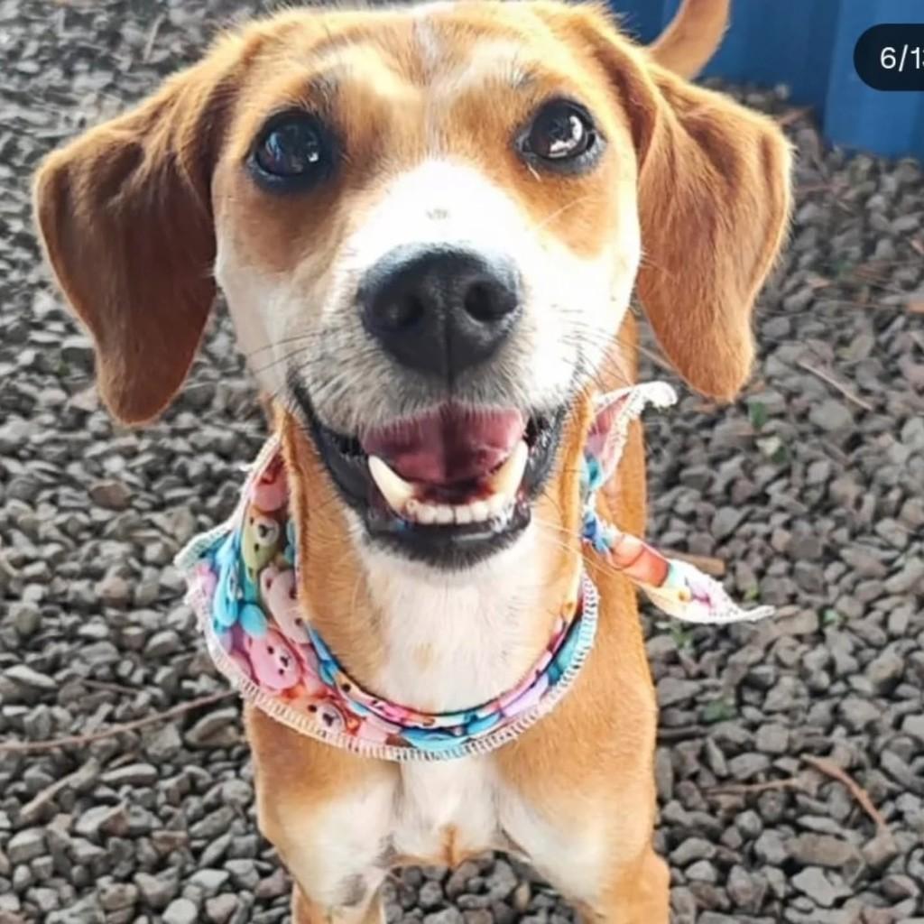 Kiki, cachorro de porte pequeno para adoção em Santa Rosa - RS