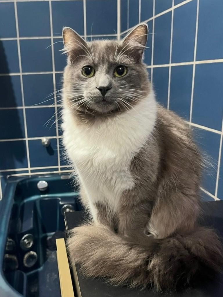 Pernalonga, gato de porte médio para adoção em Vitória - ES