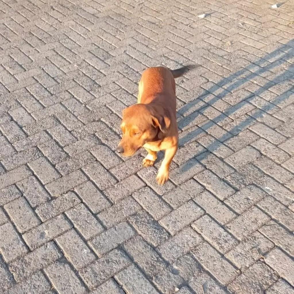 Salchicha, cachorro de porte pequeno para adoção em Santa Rosa - RS