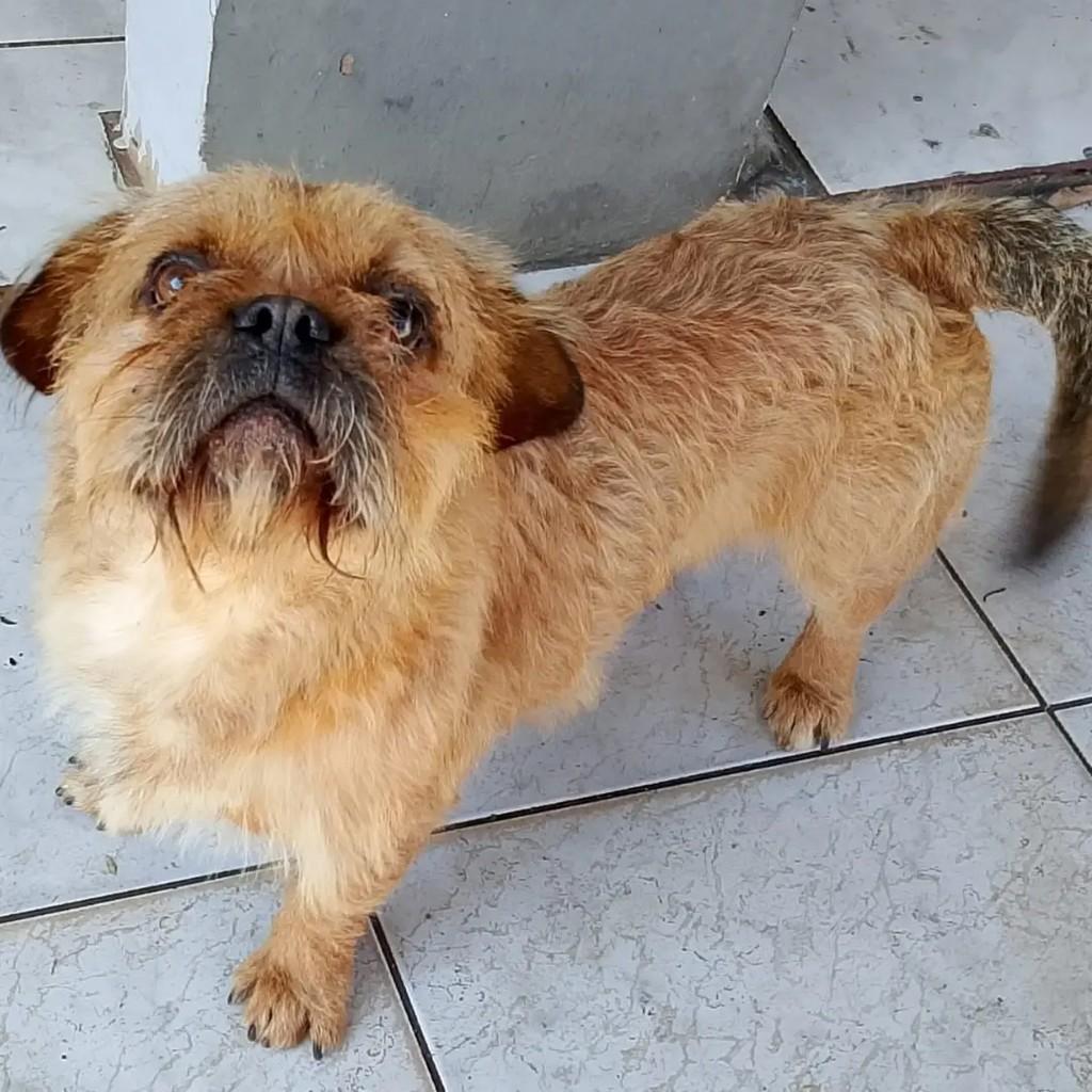 Bady, cachorro de porte pequeno para adoção em Santa Rosa - RS