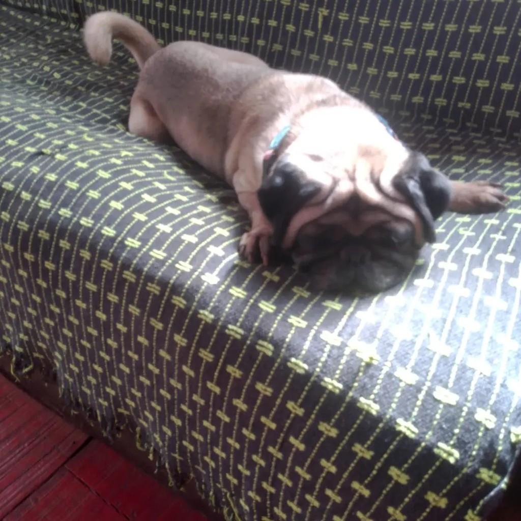 Bob, cachorro de porte pequeno para adoção em Santa Rosa - RS