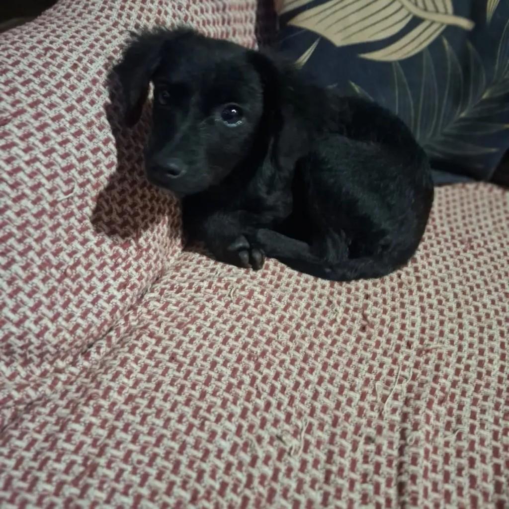 Pretinha, cachorro de porte pequeno para adoção em Santa Rosa - RS
