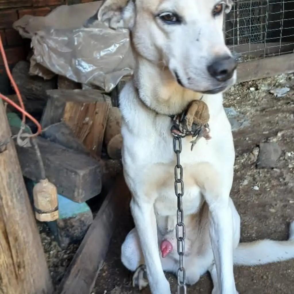 Doguinho, cachorro de porte médio para adoção em Santa Rosa - RS
