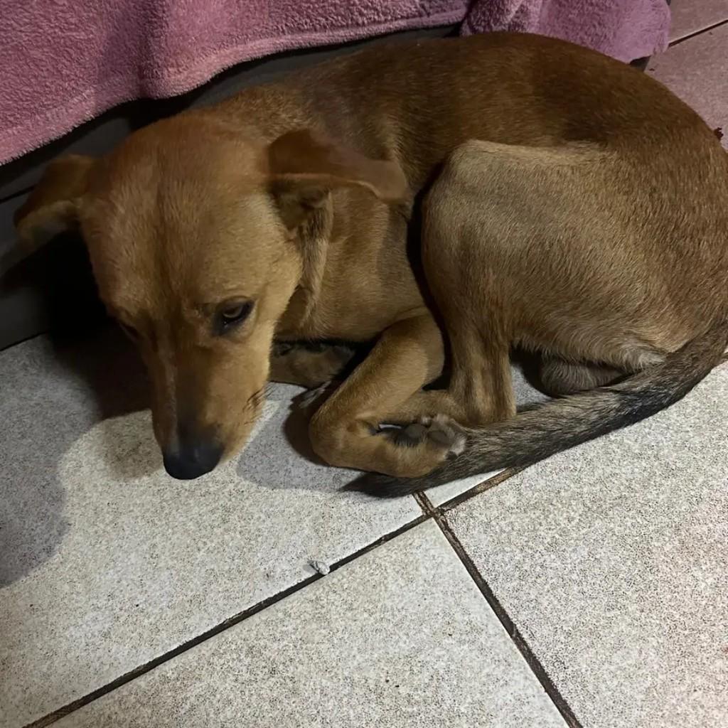 Caramelo, cachorro de porte médio para adoção em Santa Rosa - RS