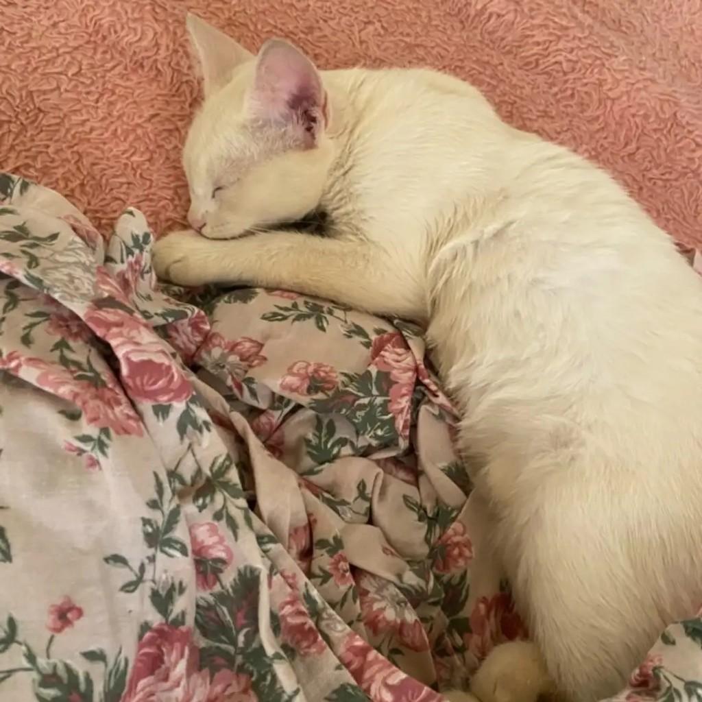 Kiara, gata de porte pequeno para adoção em Santa Rosa - RS
