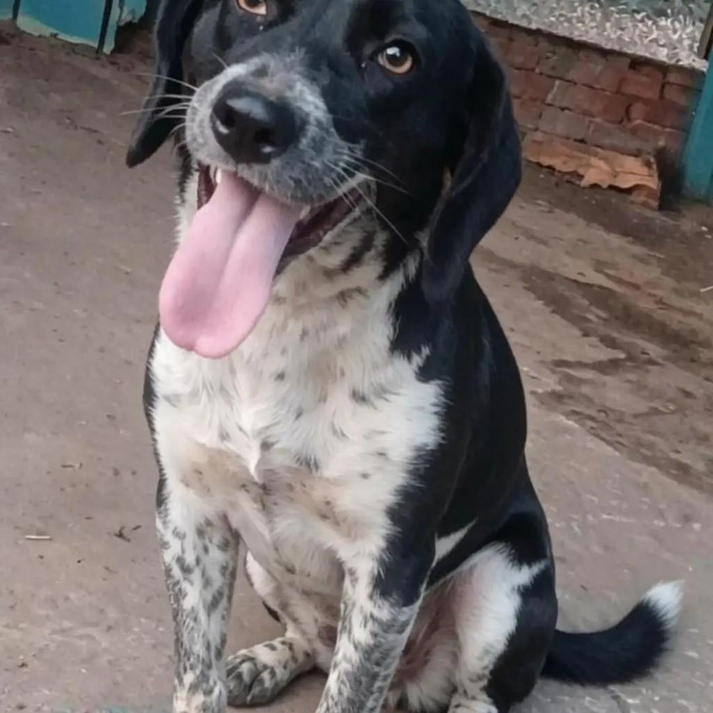 Nega, cadela de porte médio para adoção em Santa Rosa - RS