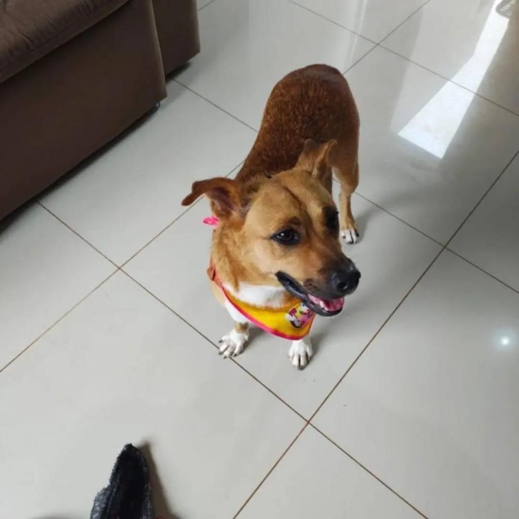 Atena, cachorro de porte pequeno para adoção em Santa Rosa - RS