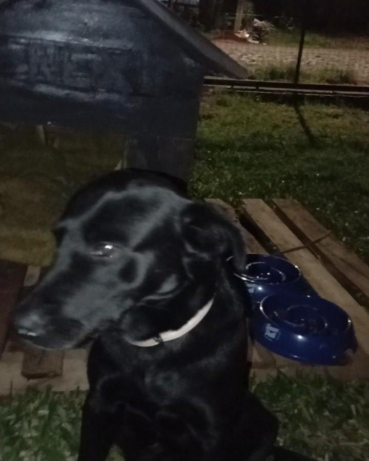 Negão, cachorro de porte médio para adoção em Santa Rosa - RS