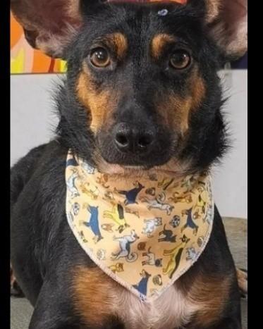Orelha, cachorro de porte pequeno para adoção em Santa Rosa - RS