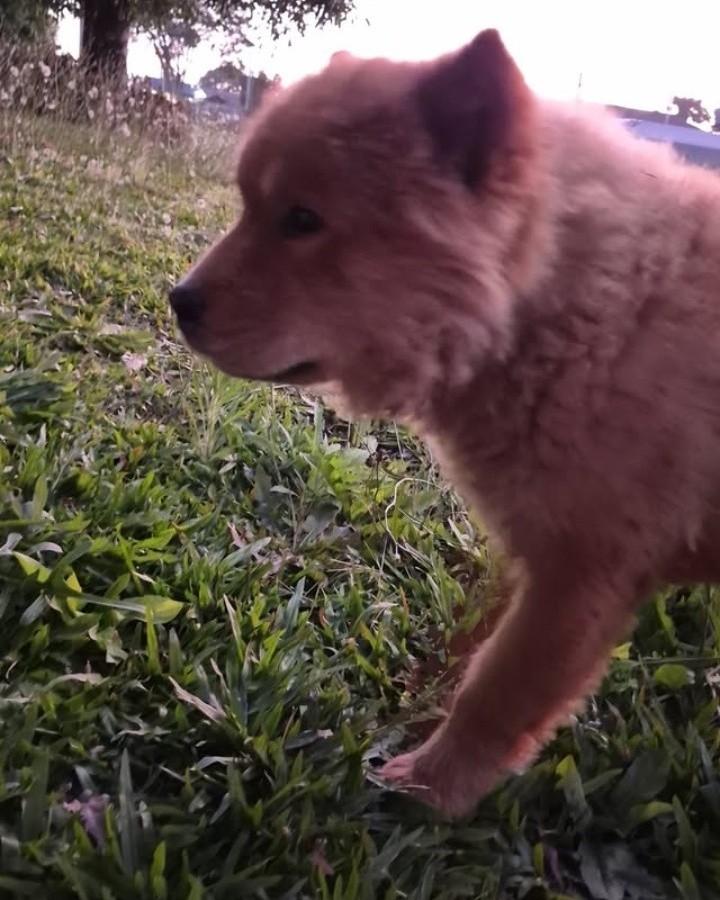 Chow-chow pura, cachorro de porte grande para adoção em Cruzeiro - SP