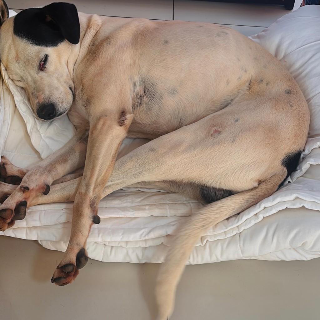 Cusco, cachorro de porte grande para adoção em Santa Rosa - RS