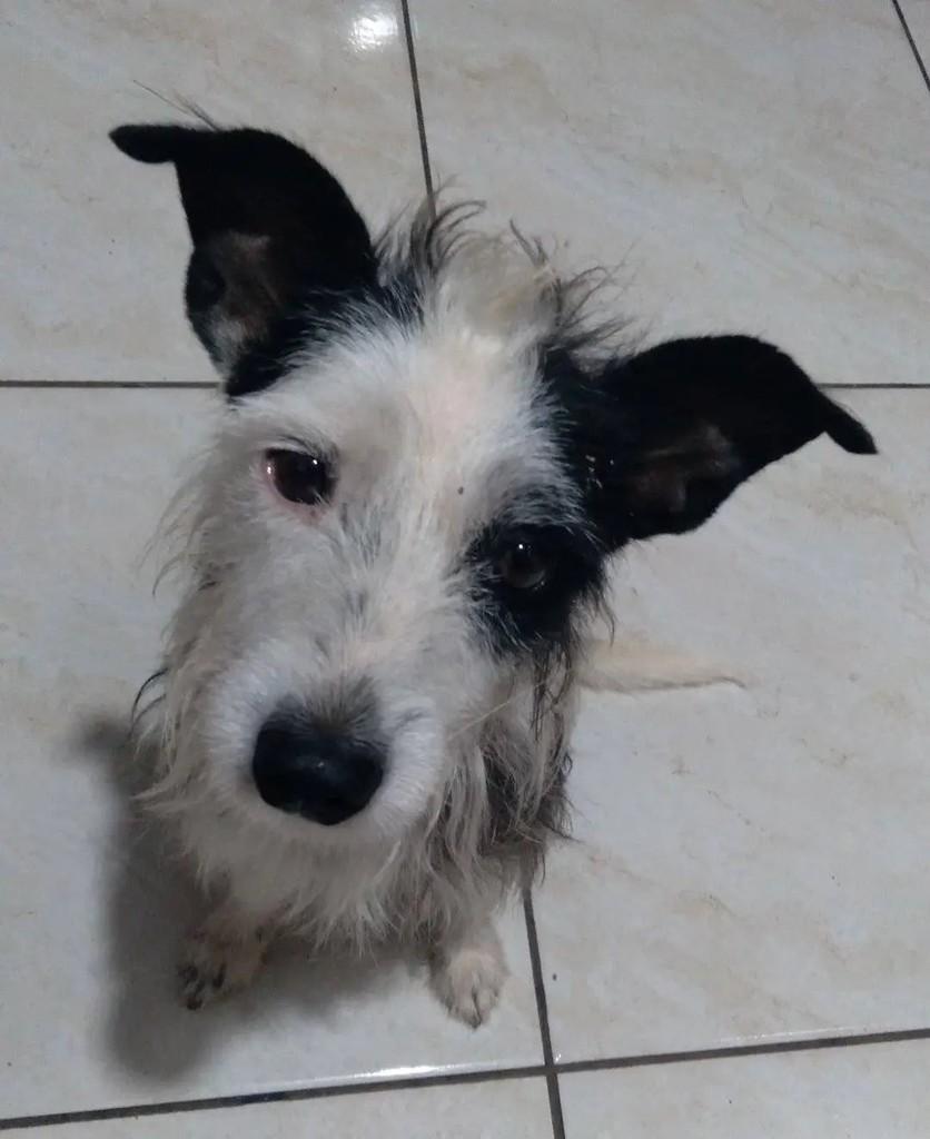 Amora, cachorro de porte pequeno para adoção em Santa Rosa - RS