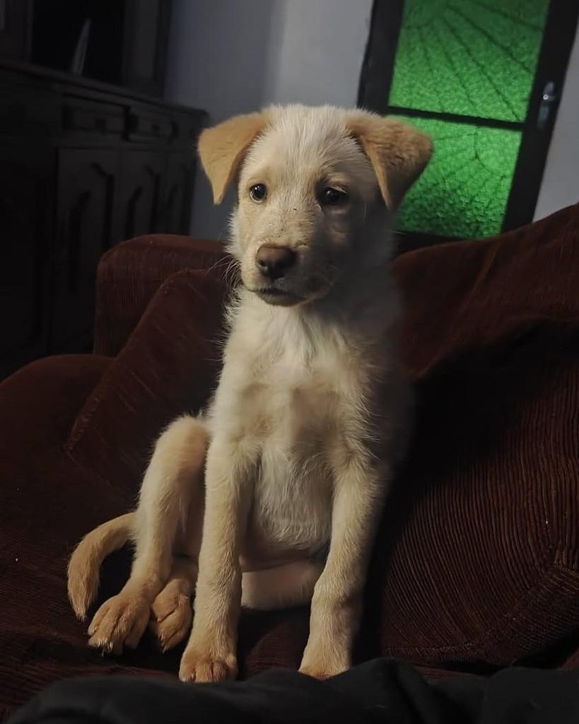 Akira, cachorro de porte pequeno para adoção em Santa Rosa - RS