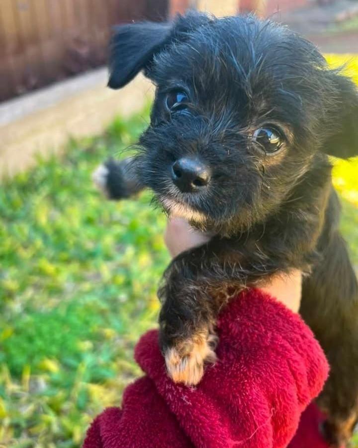 Lindo bebê, cachorro de porte pequeno para adoção em Santa Rosa - RS