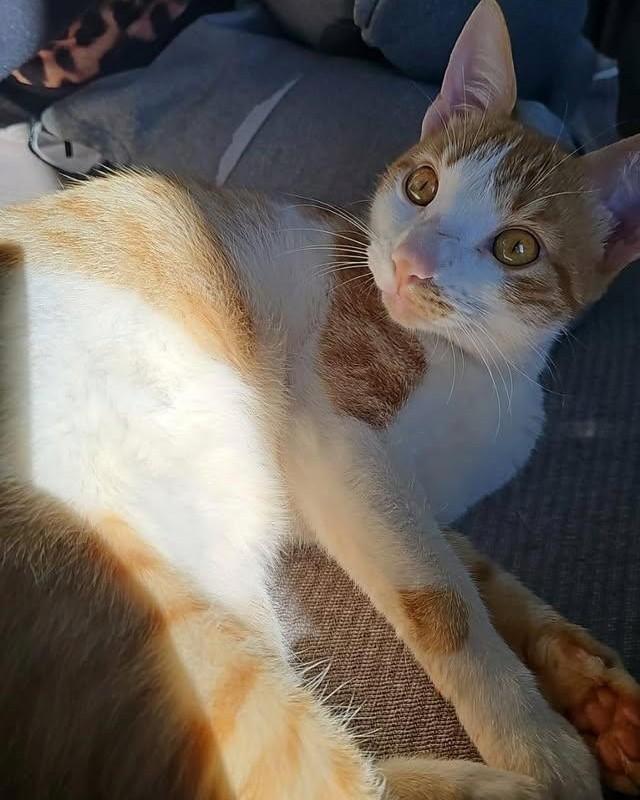 Lindo gatinho, gato de porte pequeno para adoção em Santa Rosa - RS
