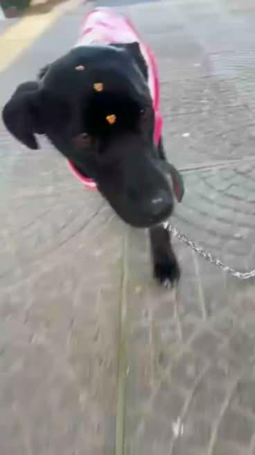 Mocinha Linda, cadela para adoção em Santa Rosa - RS