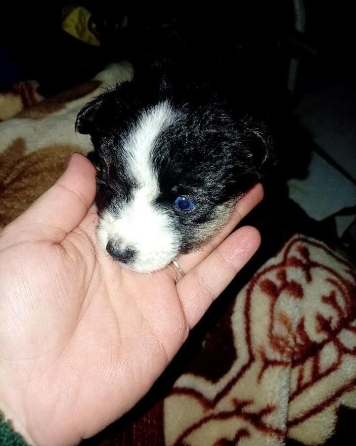 Linda, cadela de porte pequeno para adoção em Santa Rosa - RS