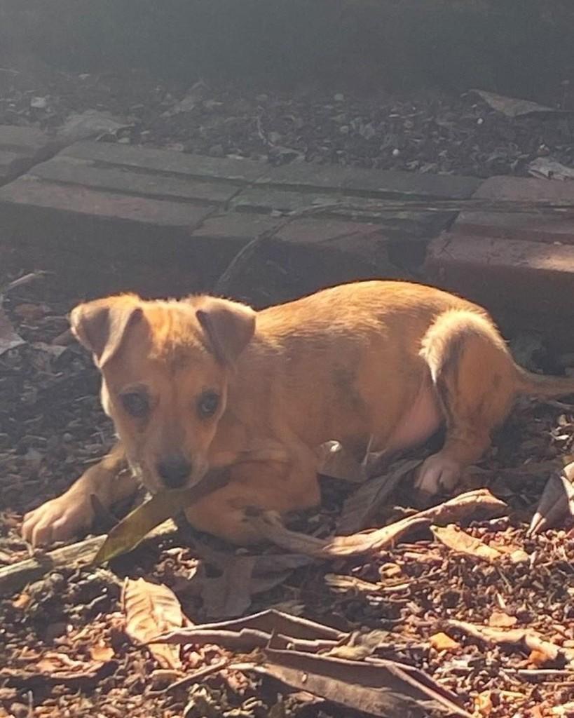 Lola, cachorro de porte pequeno para adoção em Santa Rosa - RS
