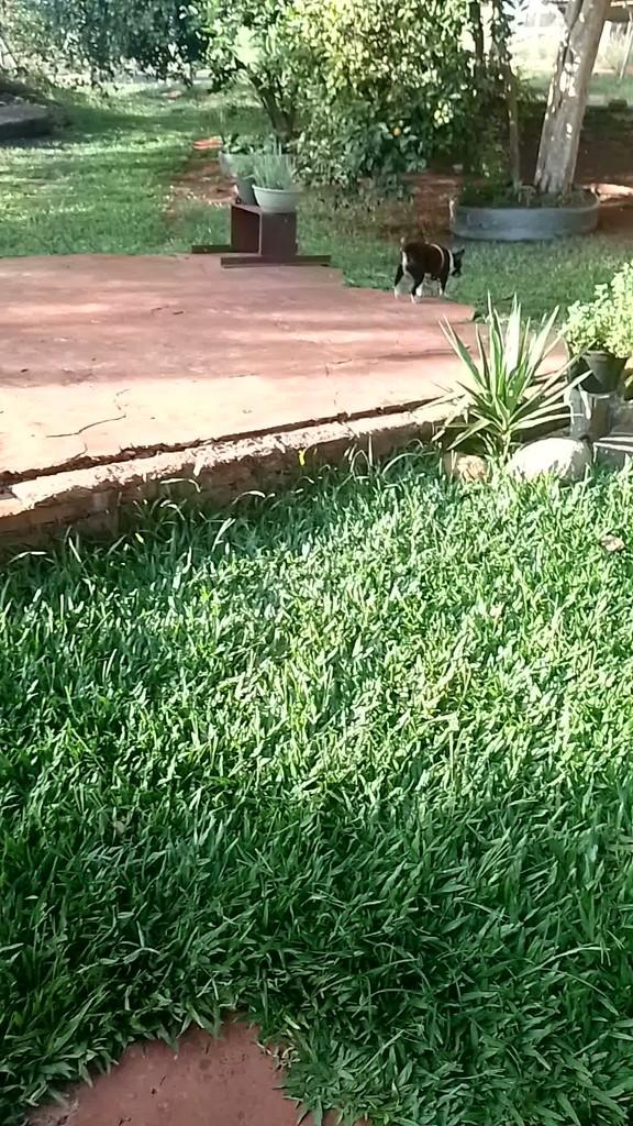 Meg, cadela de porte pequeno para adoção em Santa Rosa - RS