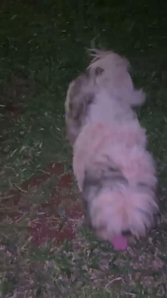 Alok, cachorro de porte pequeno para adoção em Santa Rosa - RS