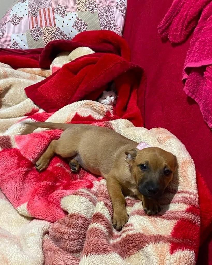 Mel, cachorro de porte pequeno para adoção em Santa Rosa - RS